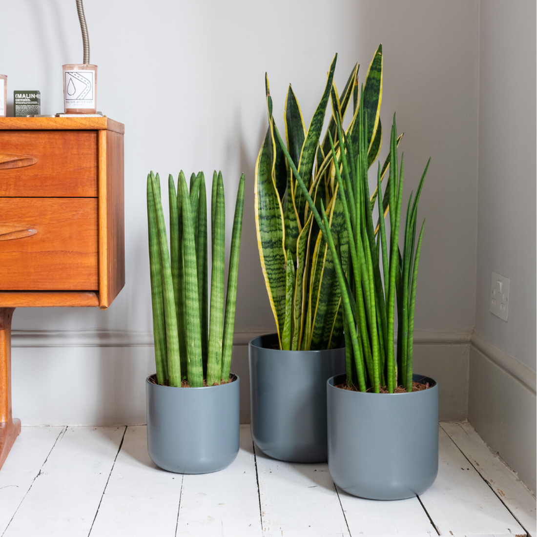 Indoor Plants With Least Maintenance