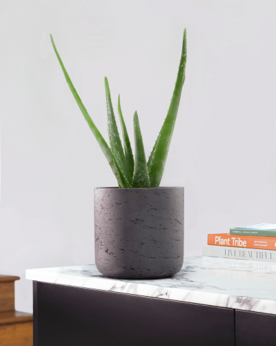 Collection Aloe Vera