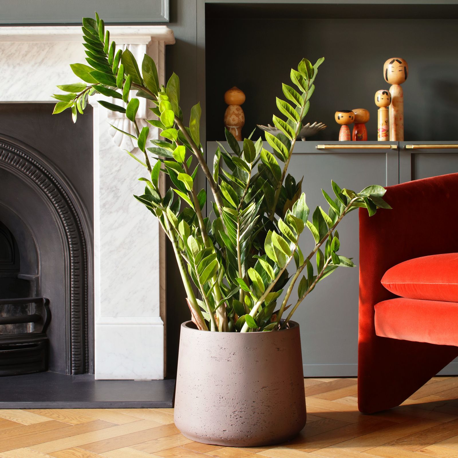 Best Indoor Plants Buy Popular House Plants Online The Stem