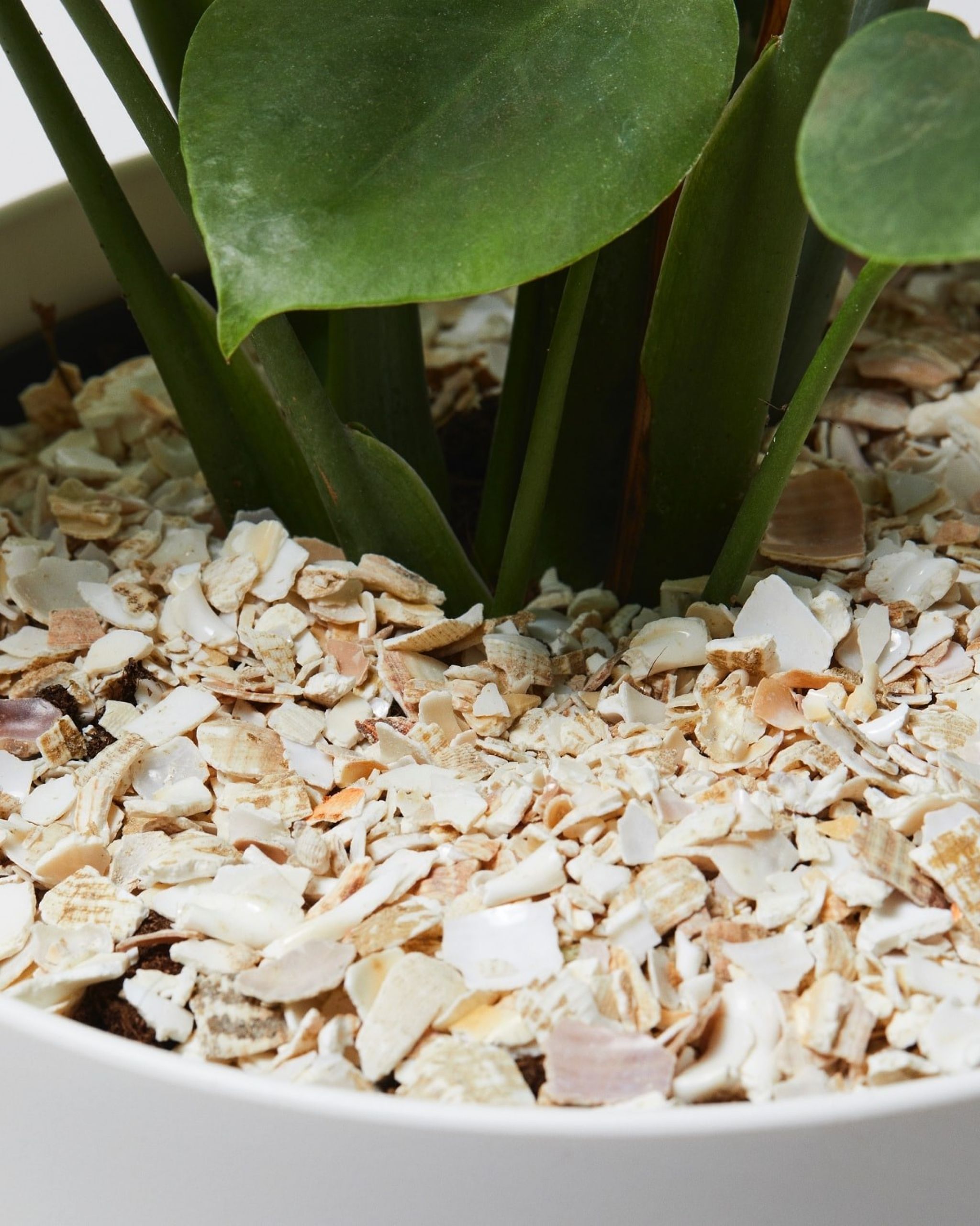 Crushed Whelk Shells | Indoor & Outdoor Plant Accessories | The Stem