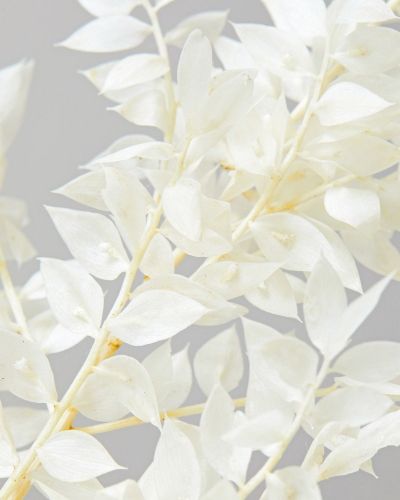 Ruscus White 2 0774