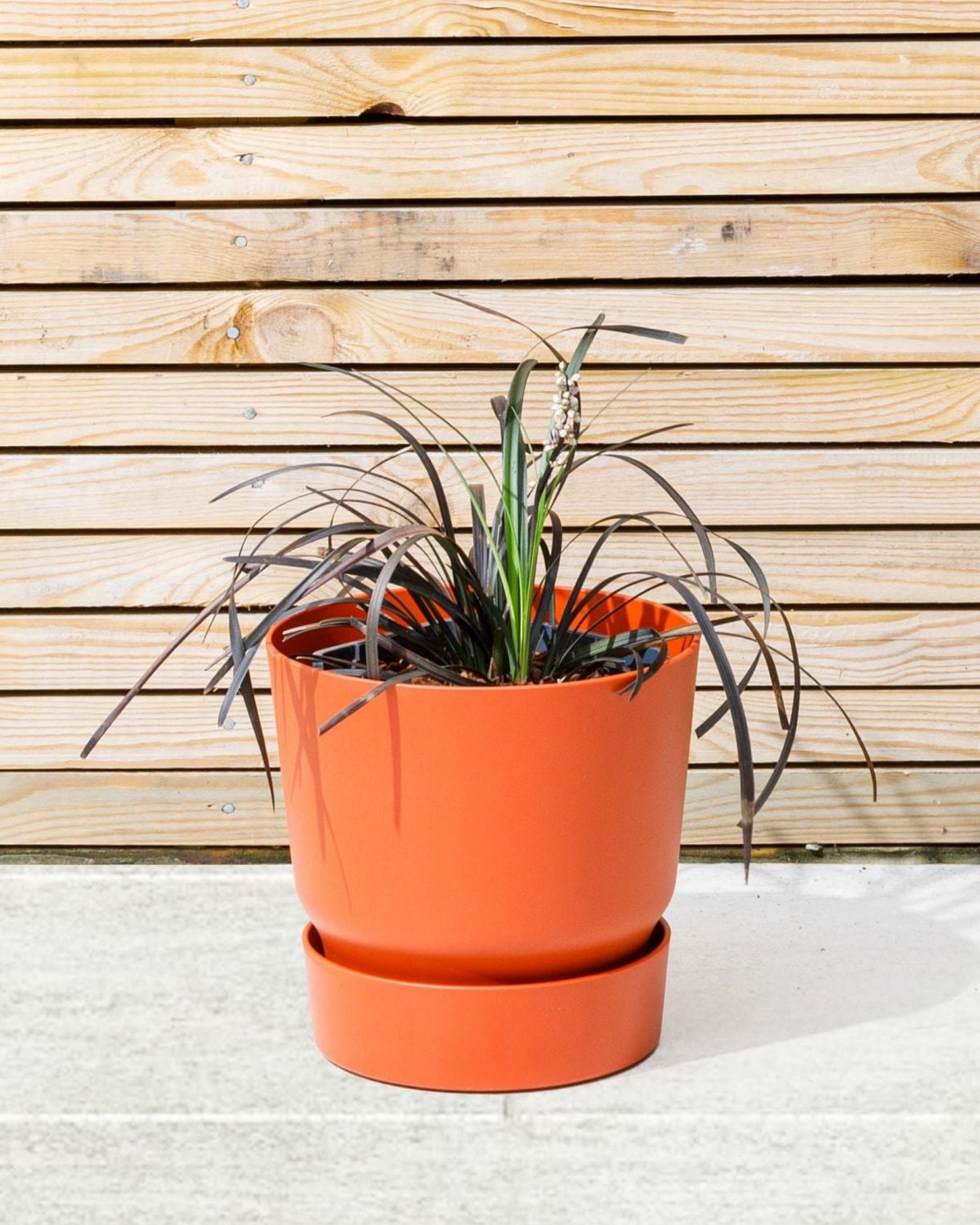 Black Mondo Grass Ophiopogon Planiscapus The Stem