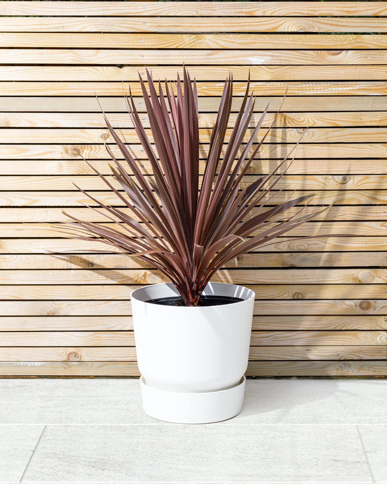 Red Cordyline | Cordyline Australis | The Stem