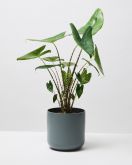 Elephant Ear Zebrina In Lisbon Plant Pot