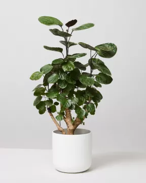 Aralia Fabian in elho white pot