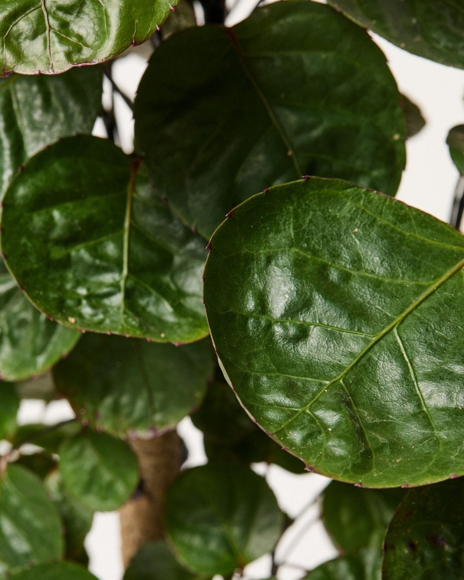 Polyscias Fabian Aralia Fabian Indoor Trees Indoor Plants