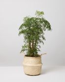 Aralia Ming in white seagrass pot