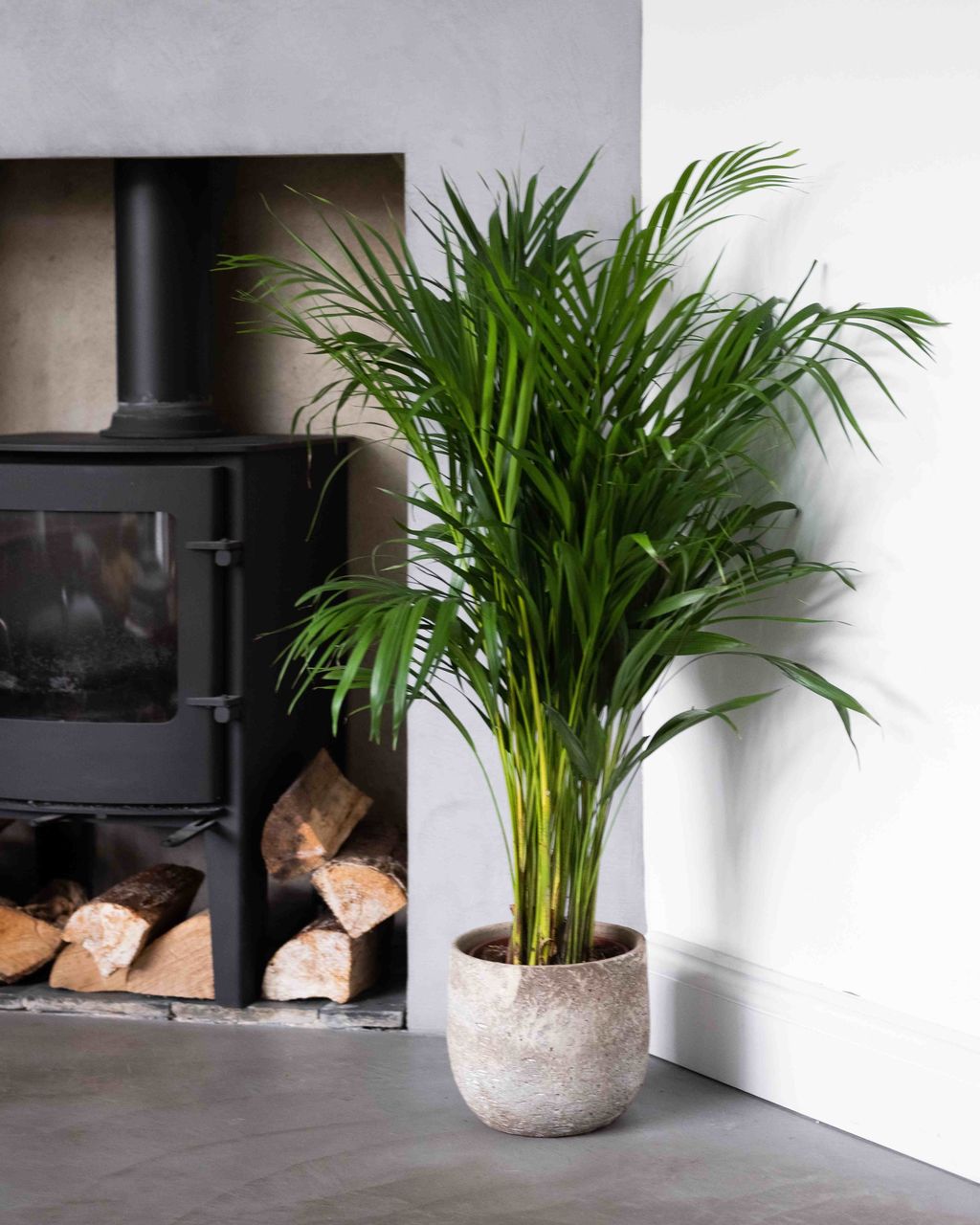 Areca Palm Dypsis Lutescens Plant Delivery London The Stem