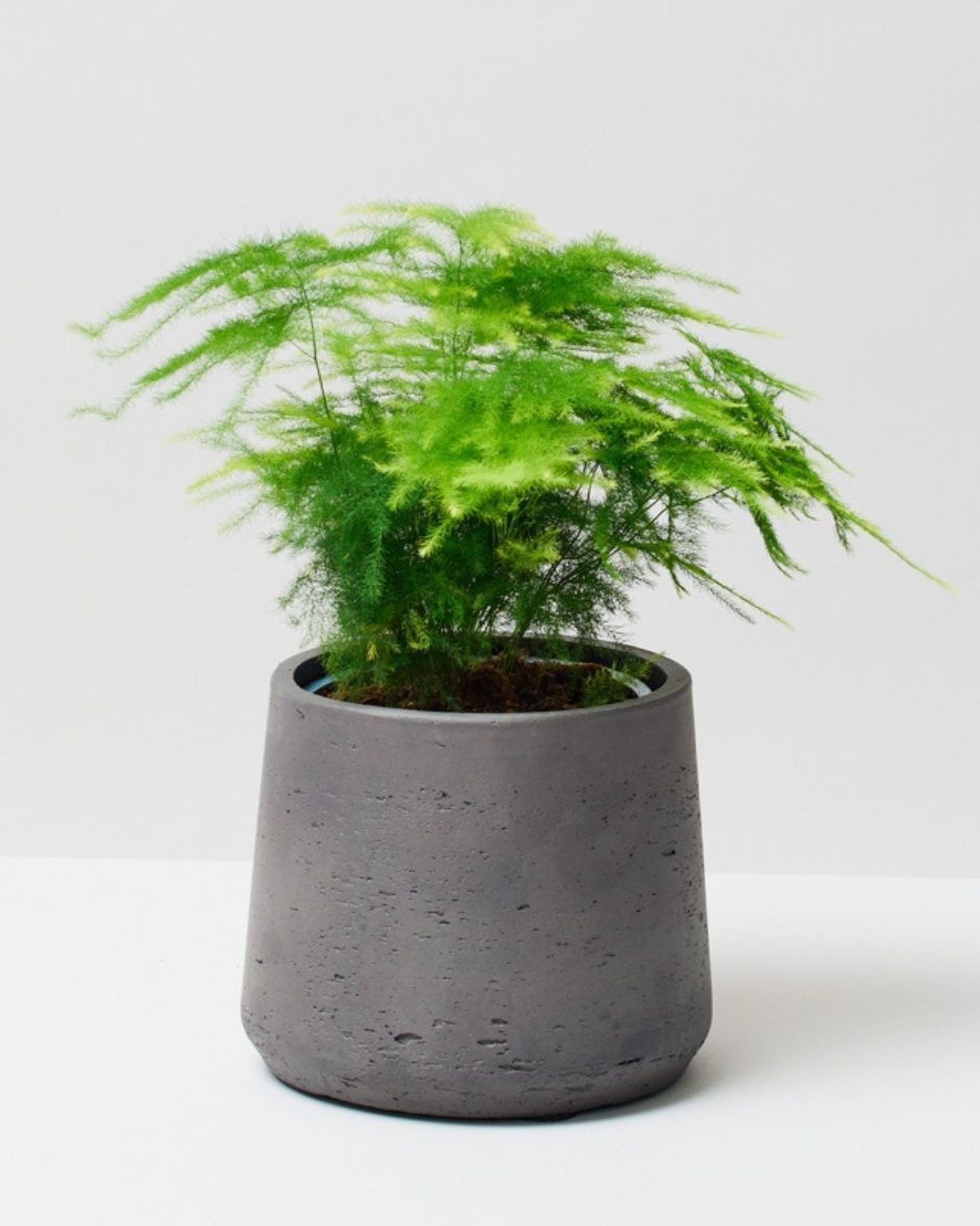 Asparagus Fern Asparagus Setaceus The Stem