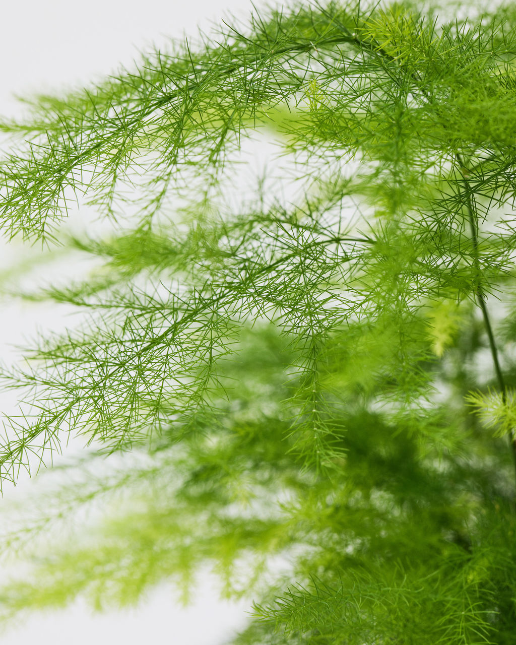 Asparagus Fern Asparagus Setaceus The Stem