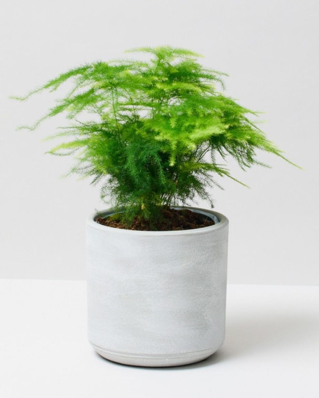 Asparagus Fern Asparagus Setaceus The Stem