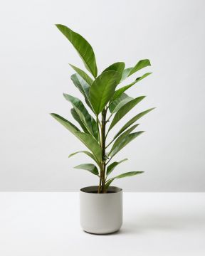 African Fig Tree 1