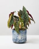 Polka Dot Begonia 1