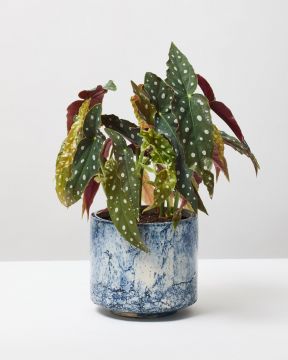 Polka Dot Begonia 1