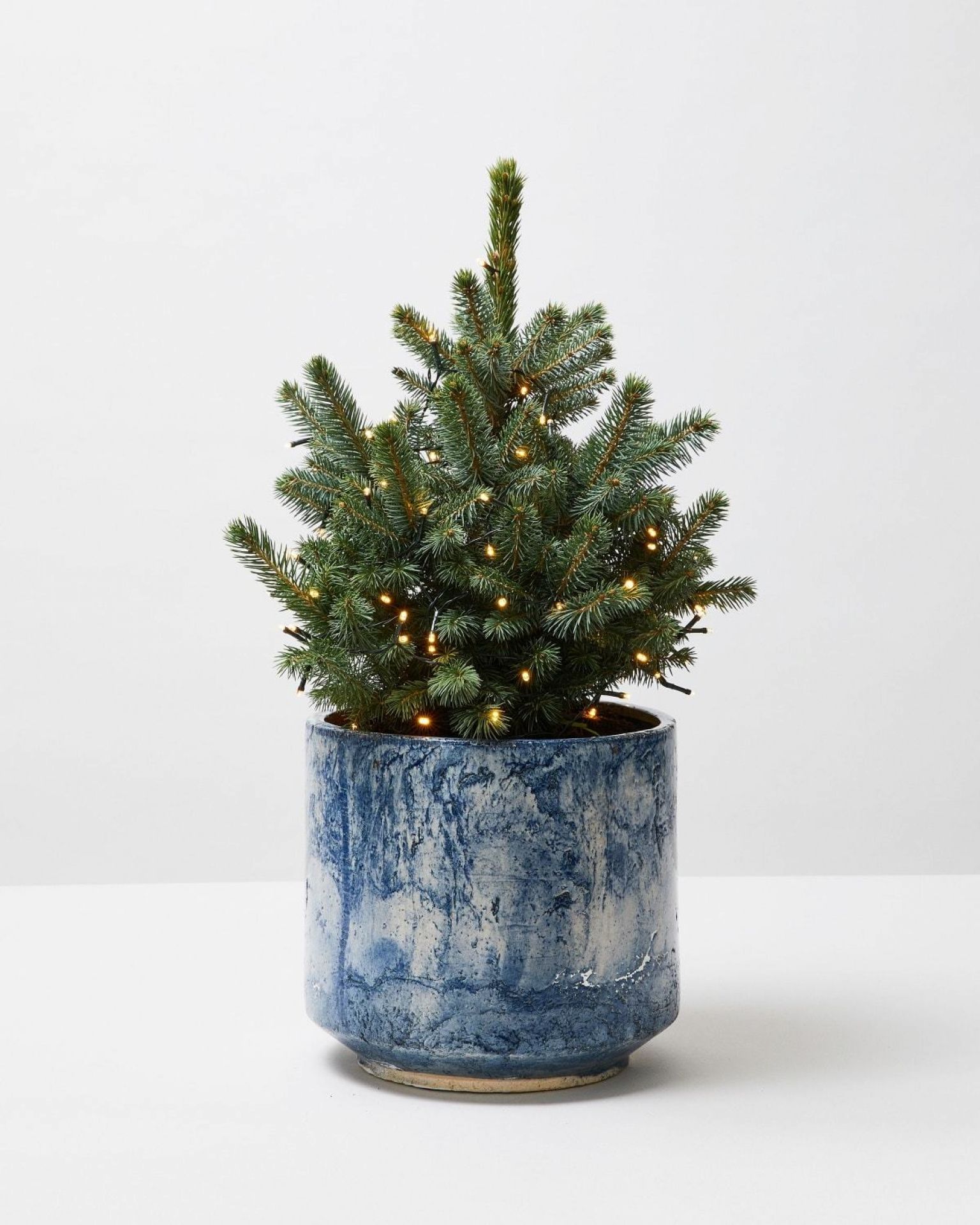 Blue Spruce Christmas Tree