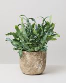 Blue Star Fern in Albero pot