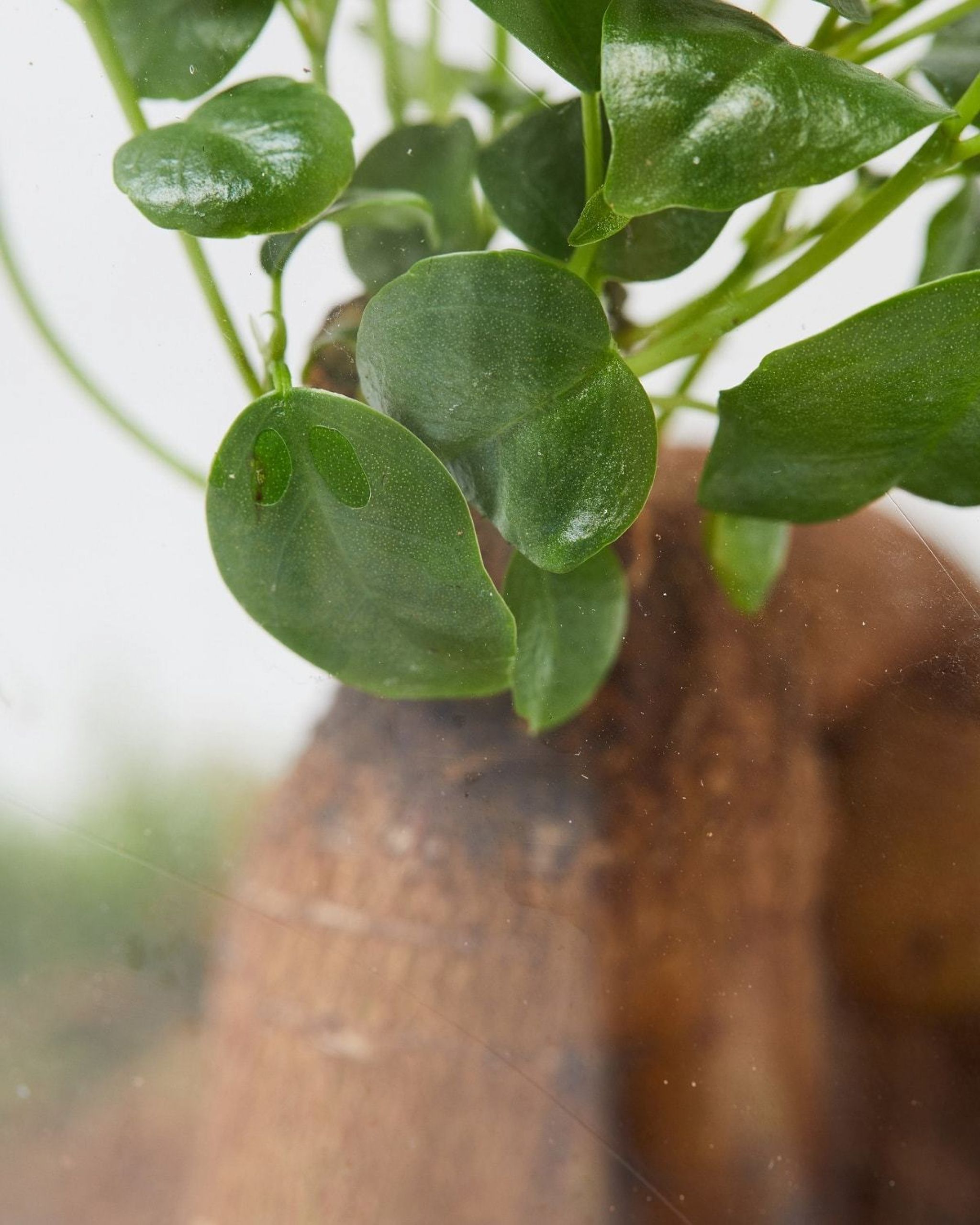 Bonsai Terrarium Moss Terrarium The Stem