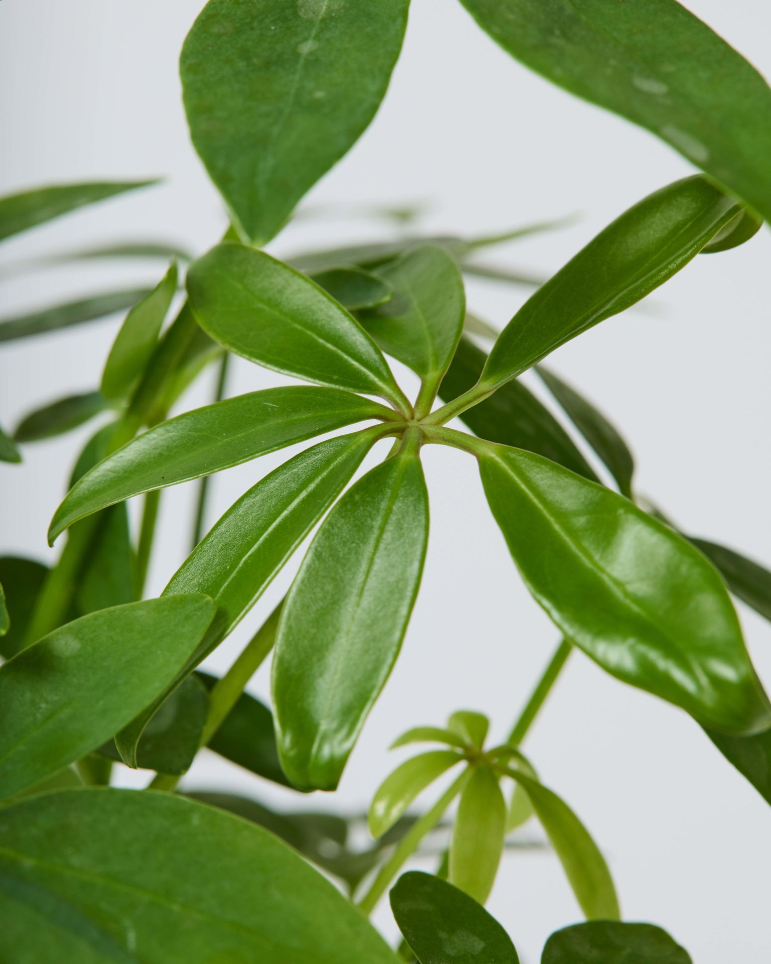 Schefflera on Lava Schefflera Arboricola Indoor Plants