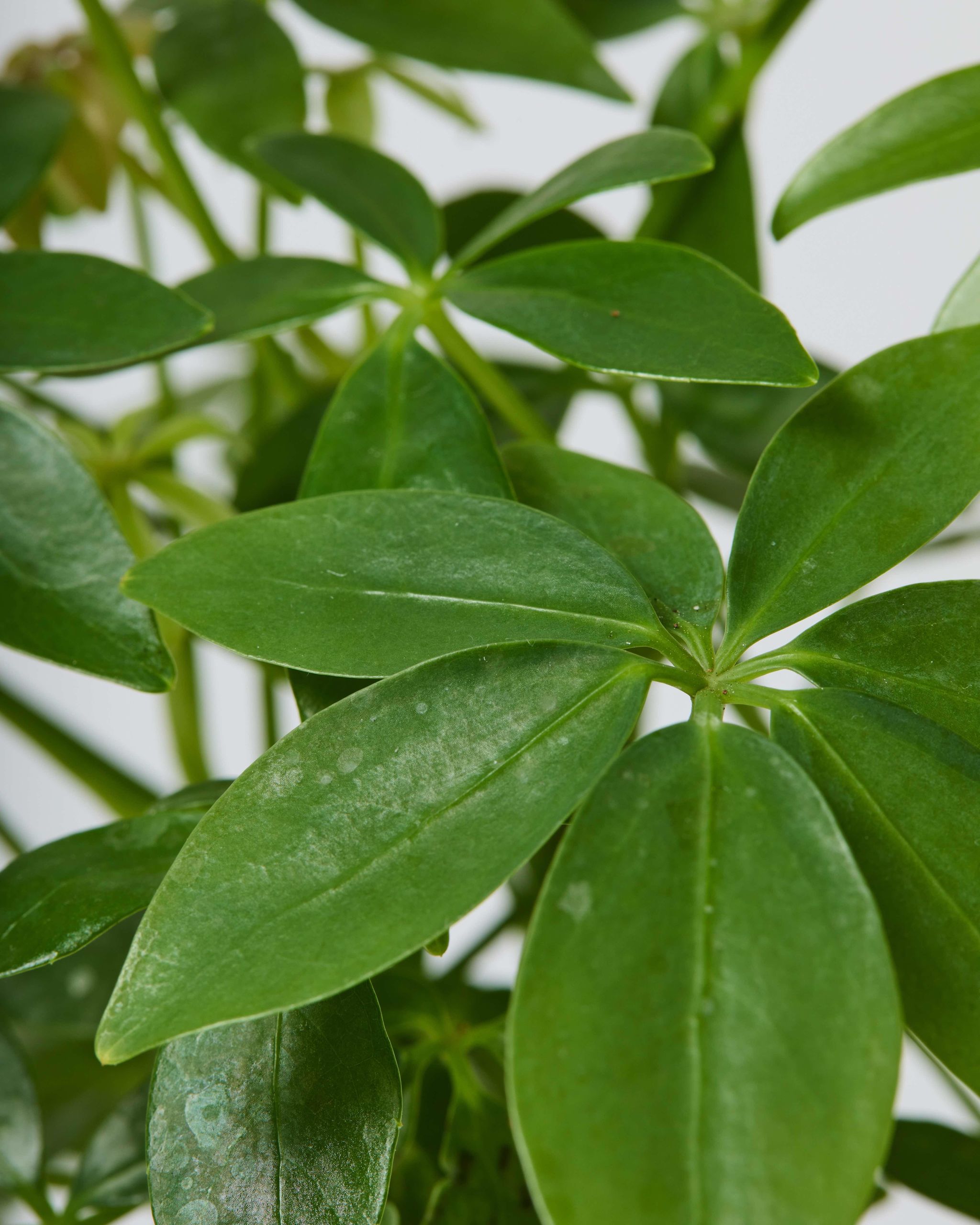 Schefflera on Lava Schefflera Arboricola Indoor Plants