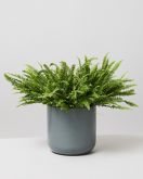 Boston Fern in lisbon pot