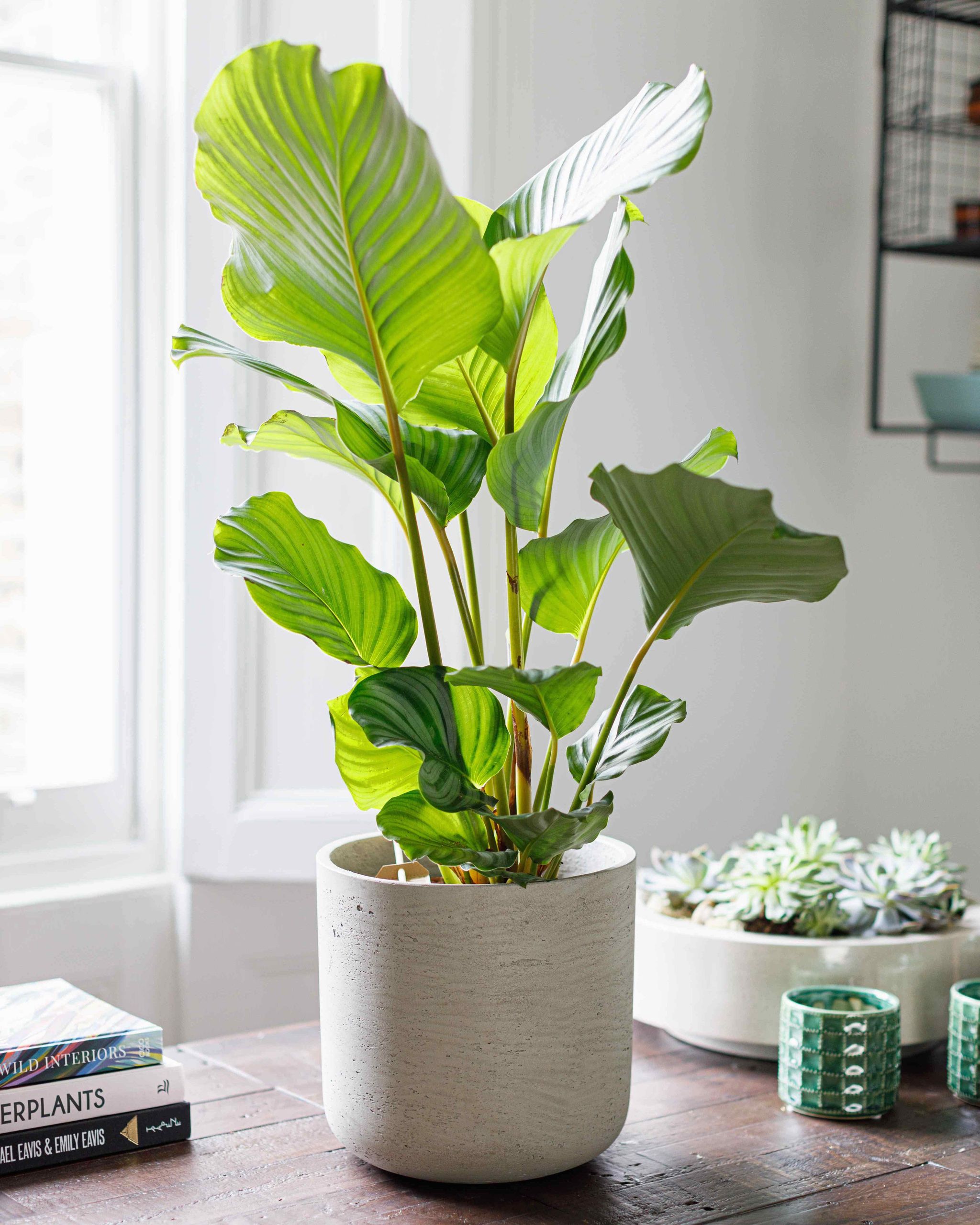 Calathea Orbifolia Quality Indoor Plants The Stem