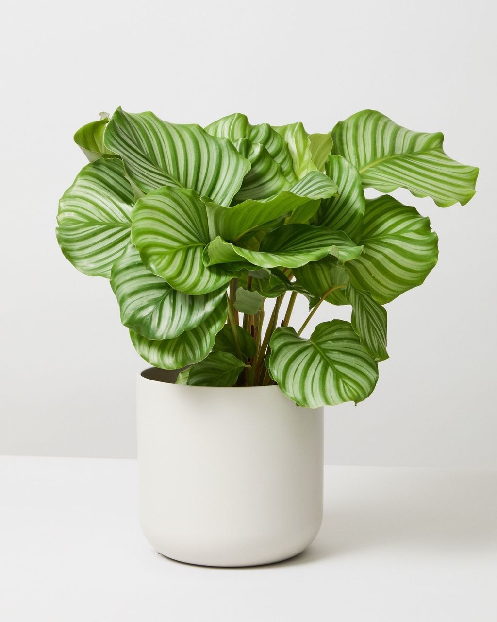 Calathea orbifolia