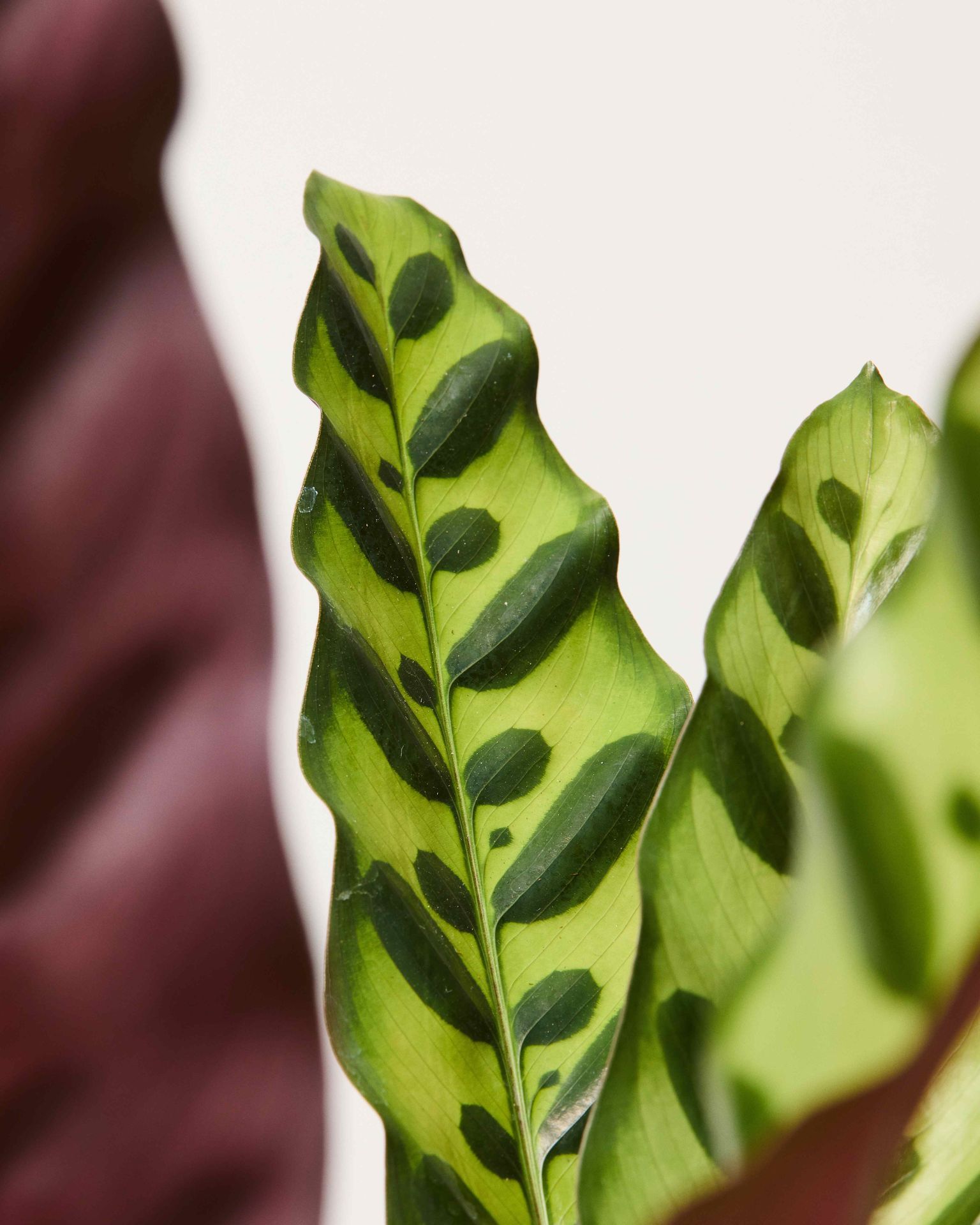 Calathea Rattlesnake Calathea Lancifolia The Stem