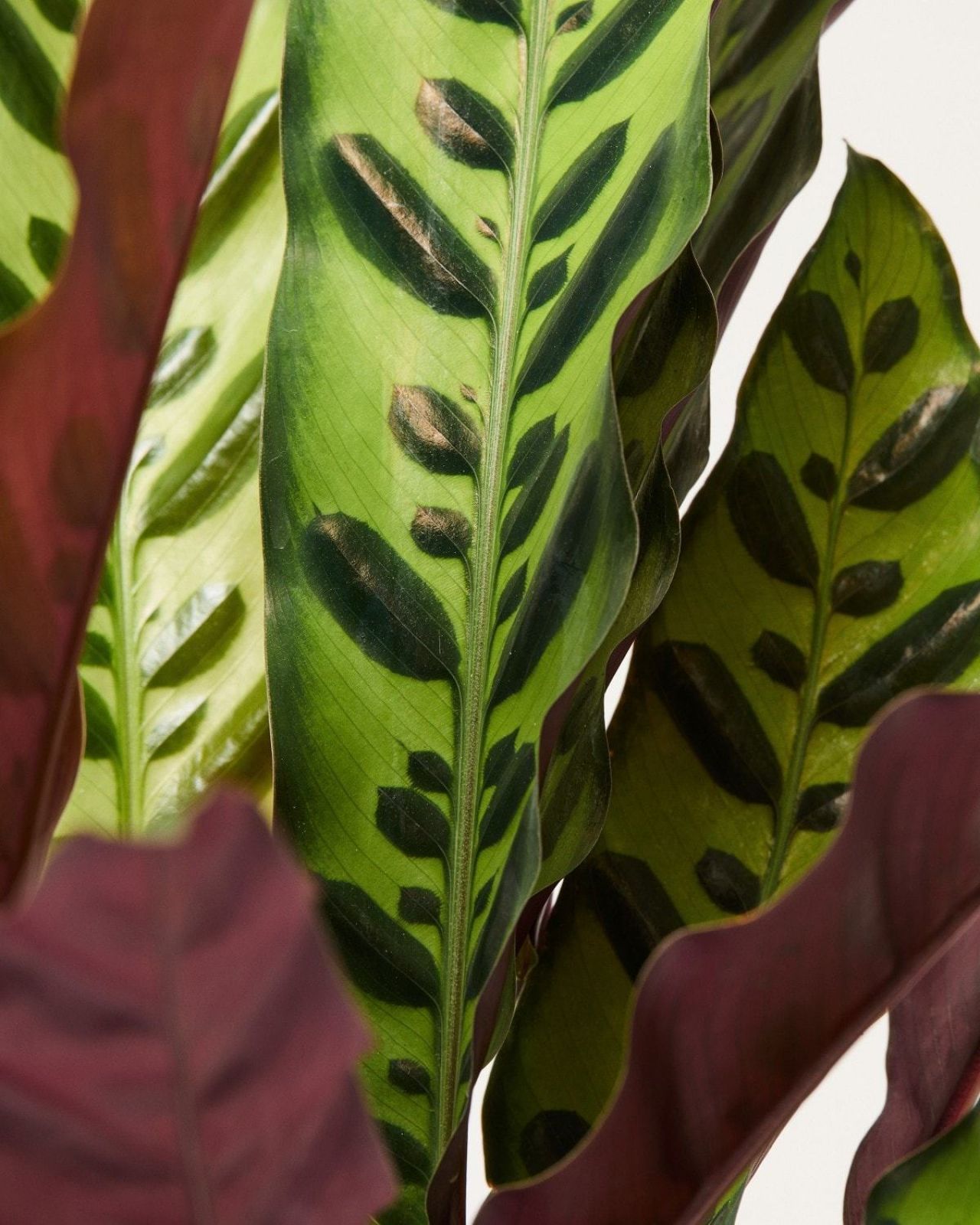 Calathea Rattlesnake Calathea Lancifolia Indoor Plants