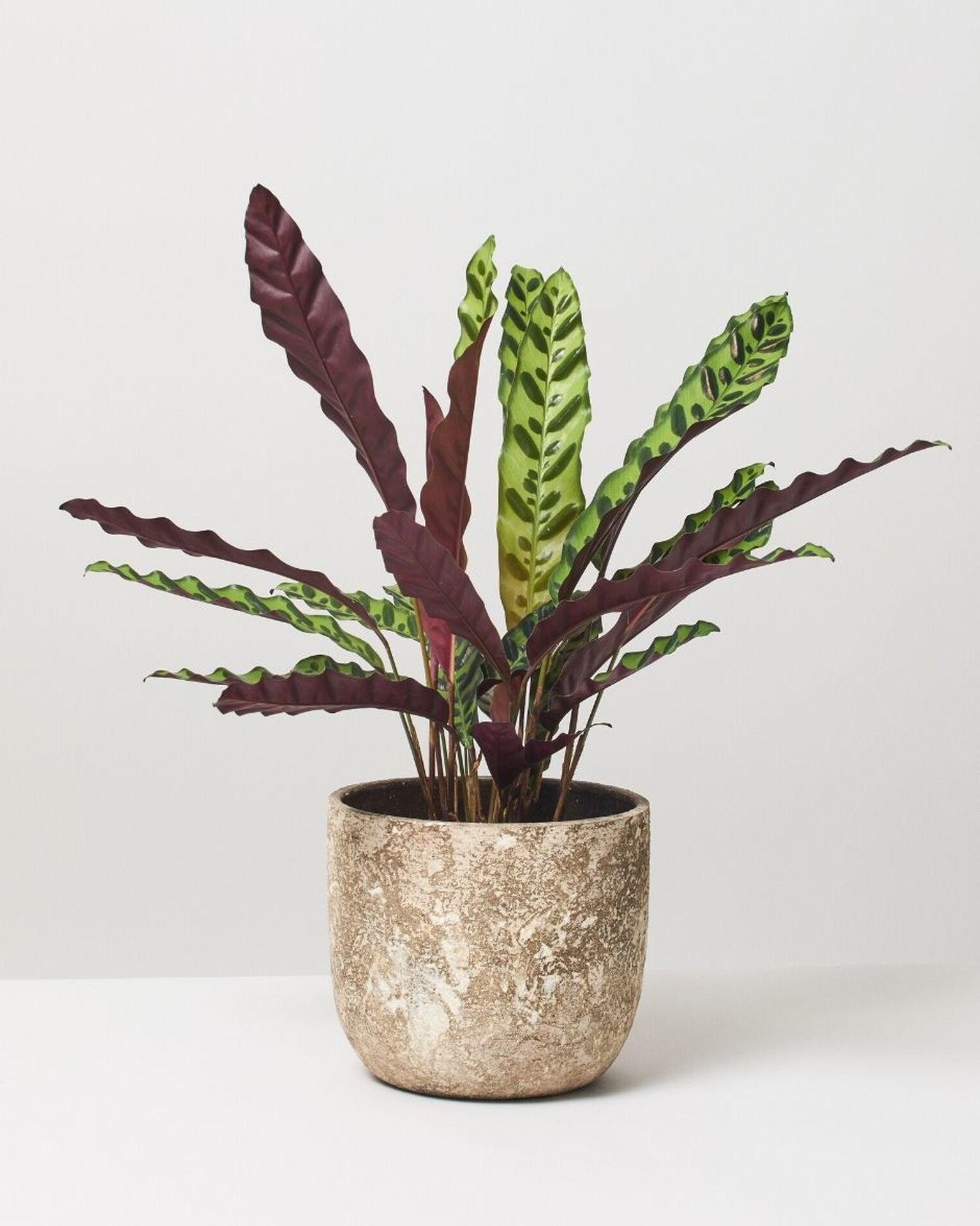 Calathea Rattlesnake Calathea Lancifolia The Stem