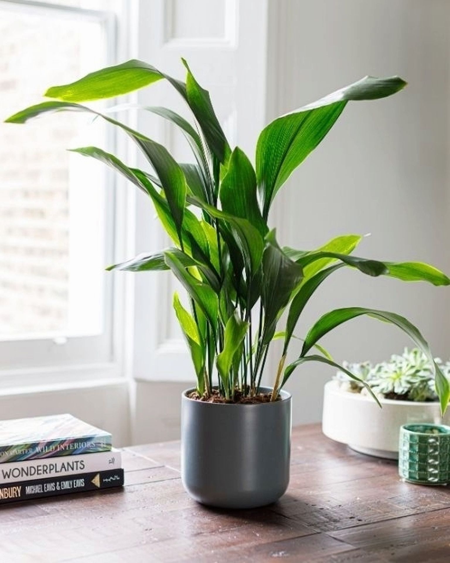 Cast Iron Plant Aspidistra Plant Delivery London The Stem