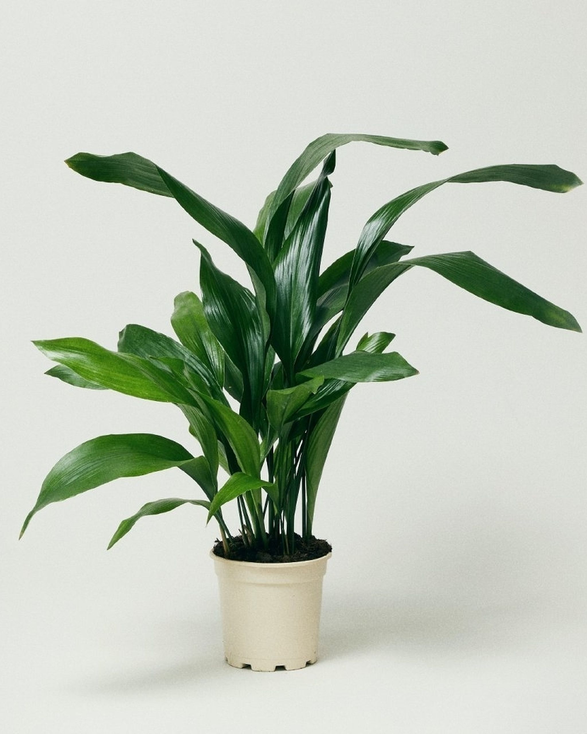 Cast Iron Plant Aspidistra Plant Delivery London The Stem