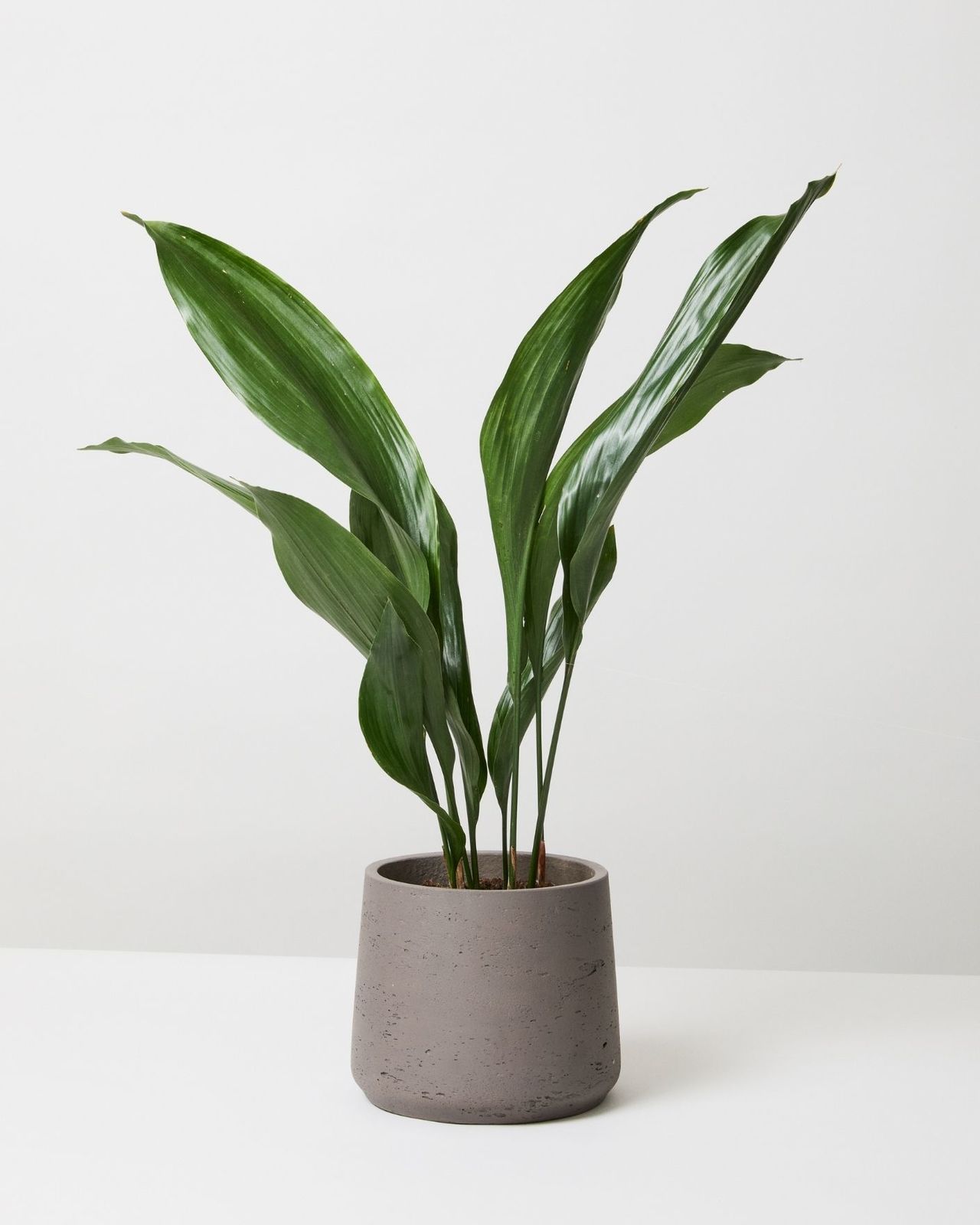 Cast Iron Plant Aspidistra Plant Delivery London The