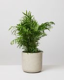 Parlour Palm In Fiberclay Stone Plant Pot