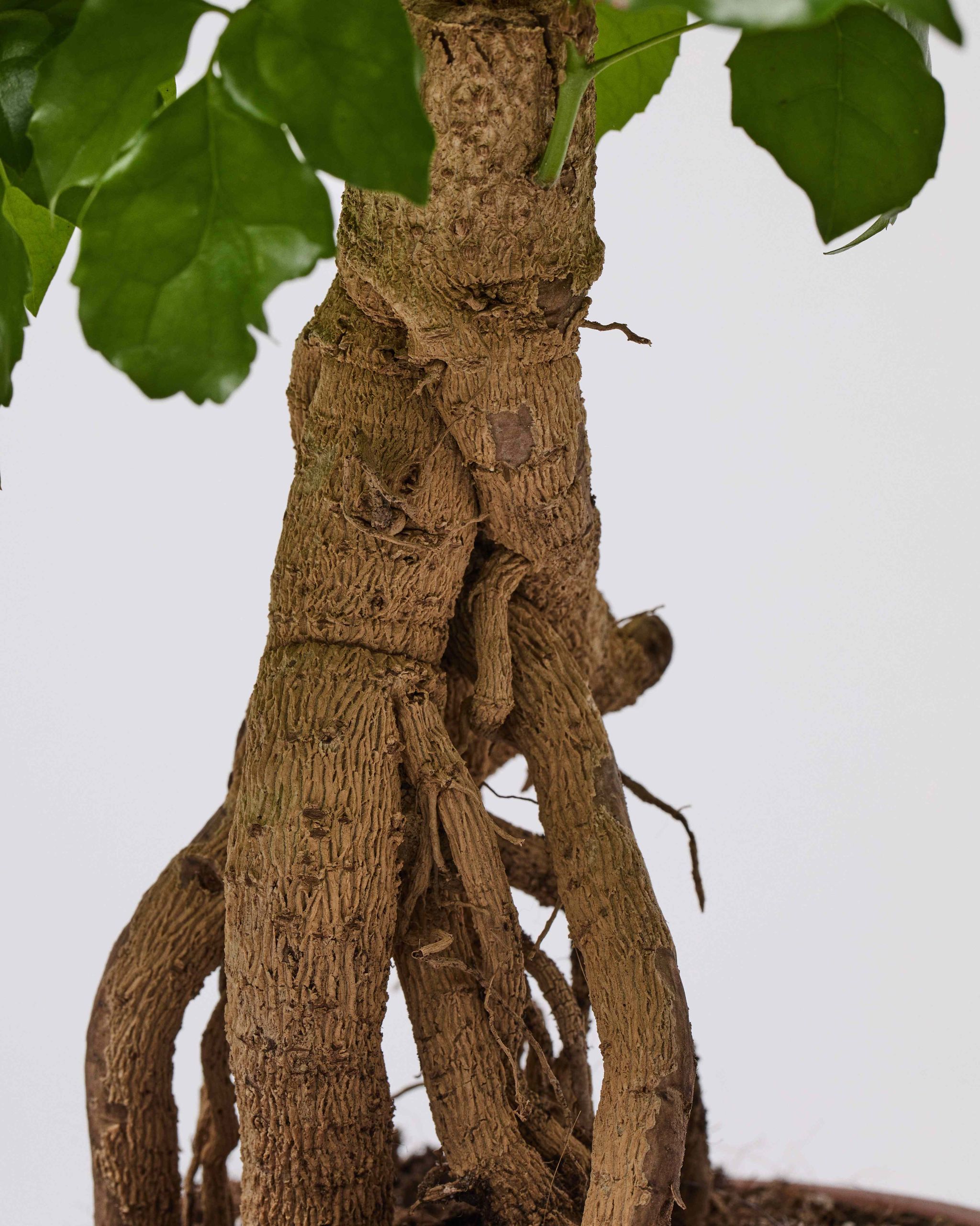 China Doll Plant Radermachera Sinica The Stem