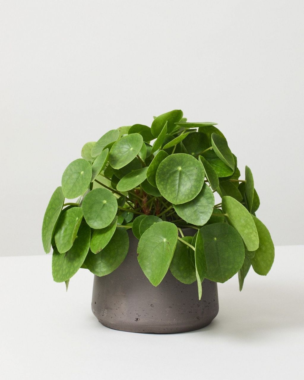 Money Plant main image 0