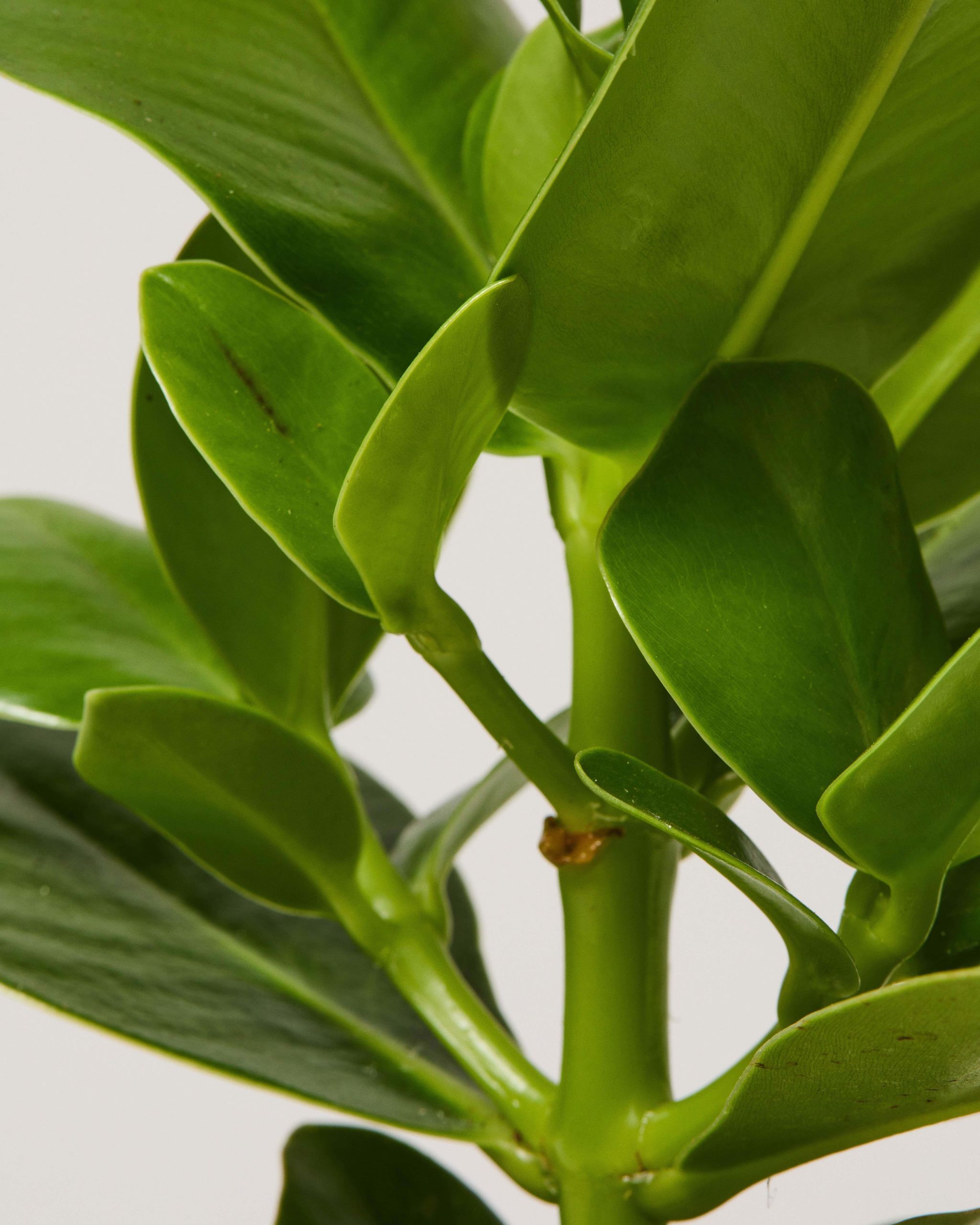 Clusia Rosea Princess Indoor Plants The Stem