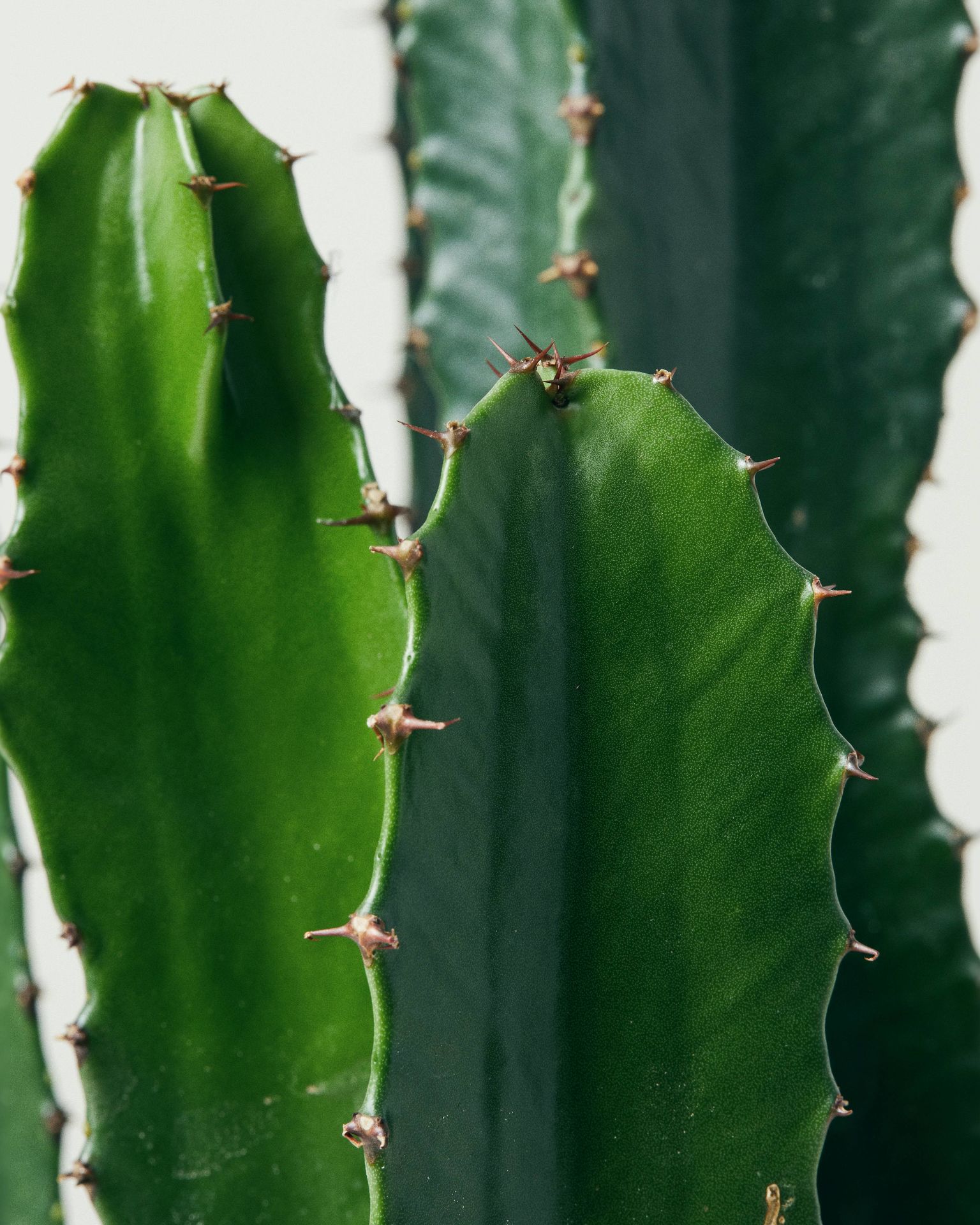 Cowboy Cactus Euphorbia Ingens Indoor Plants Delivered London The