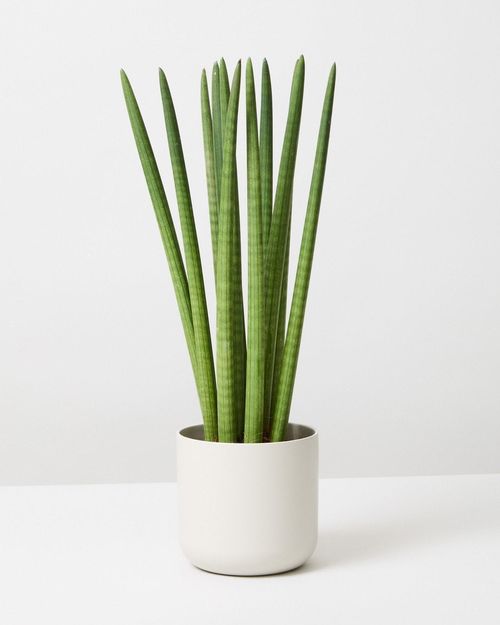 Indoor House Plants Indoor Plants Delivered London The Stem