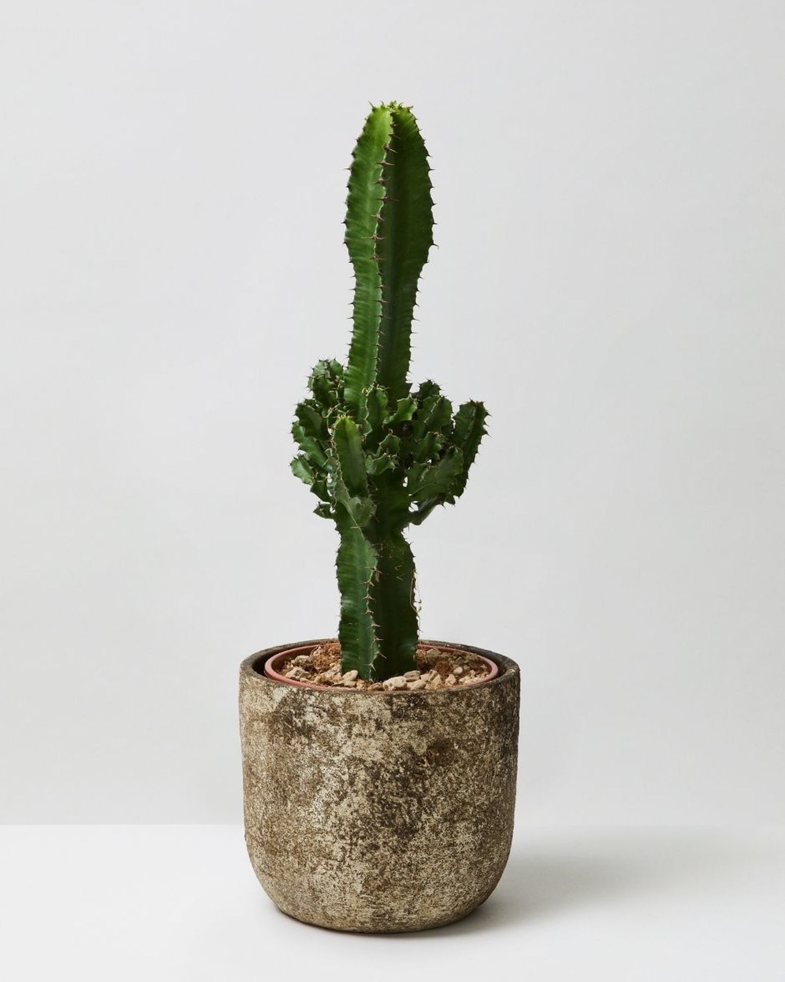 Desert Candle Cactus Euphorbia Acrurensis The Stem