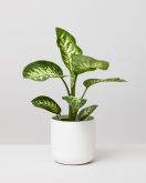 Leopard Lily In Elho Plant Pot