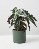 Elephants Ear Poly 1