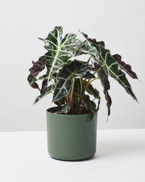Elephants Ear Poly 1