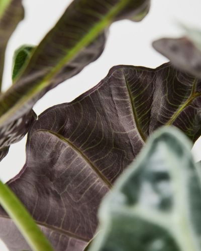 https://cdn.thestem.co.uk/production/imager-transforms/digitaloceanspaces/product-images/plants/elephant-ear-polly/154251/Elephants-Ear-Poly-3_88ffd6034226624deae94168fab44b2e.jpg?utm_source=chatgpt.com