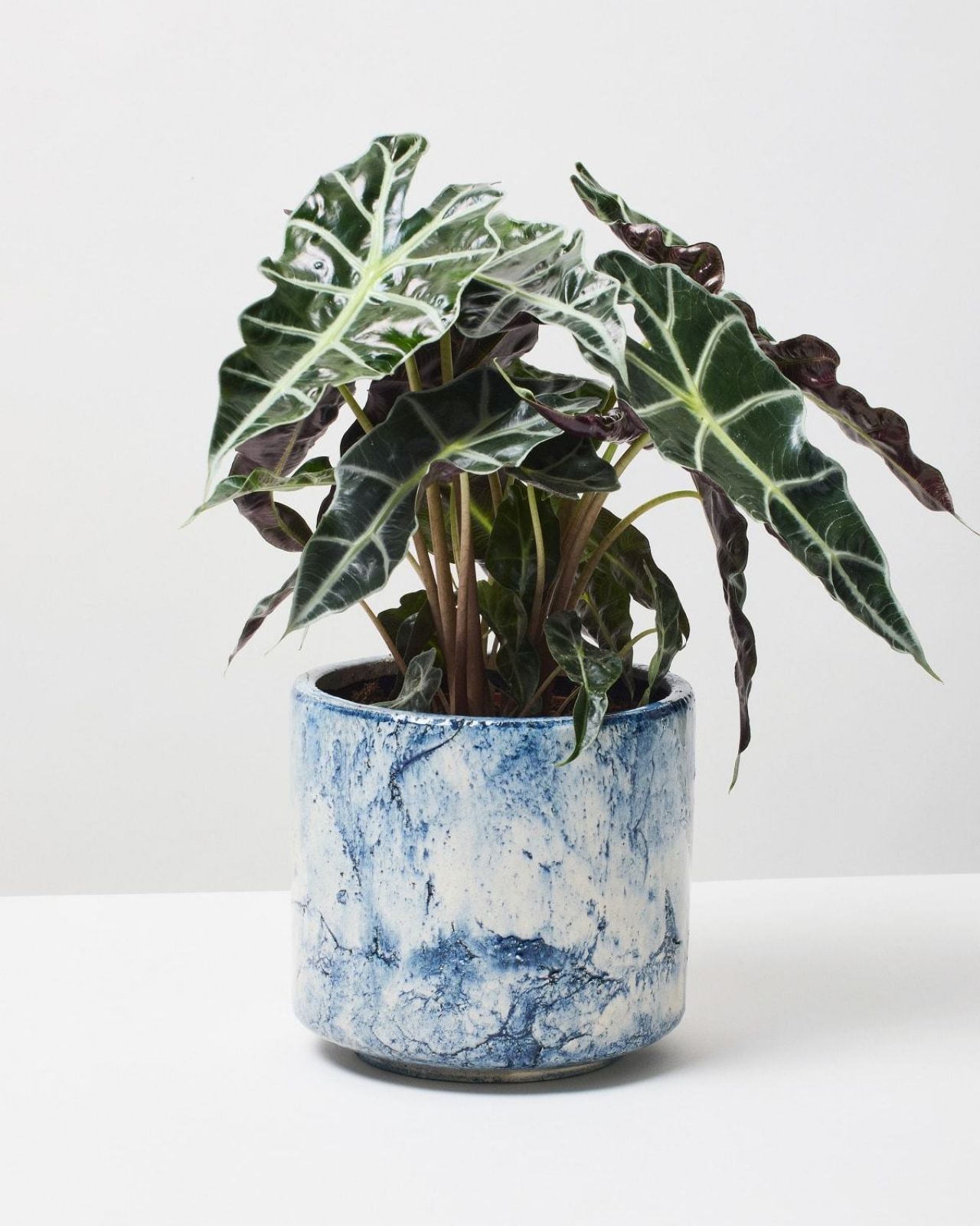 Elephant Ear Polly Plant Alocasia Polly Indoor Plants & Houseplants