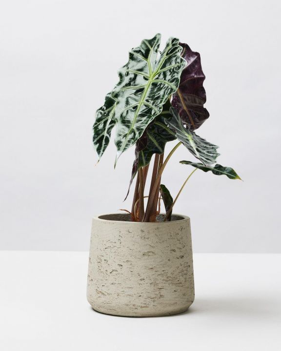 Elephant Ear Stingray Alocasia Stingray The Stem