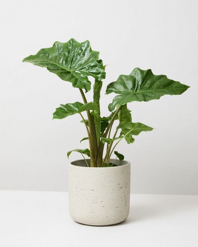 Elephant Ear Stingray Alocasia Stingray The Stem