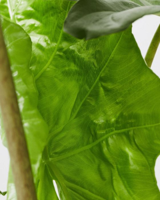 Alocasia Portodora XXL - Plante D'intérieur 'oreille D’éléphant' - Pot 32 Cm, Hauteur 110-120 Cm - Ambiance Jungle Garantie