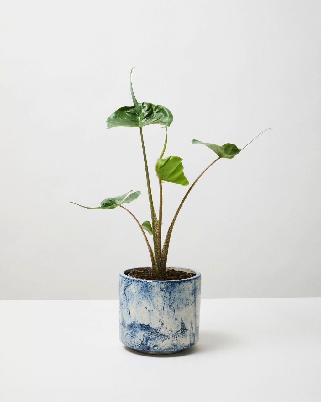 Alocasia Stingray (Orecchie D'elefante) - Pianta Da Interno In Vaso, Altezza Variabile
