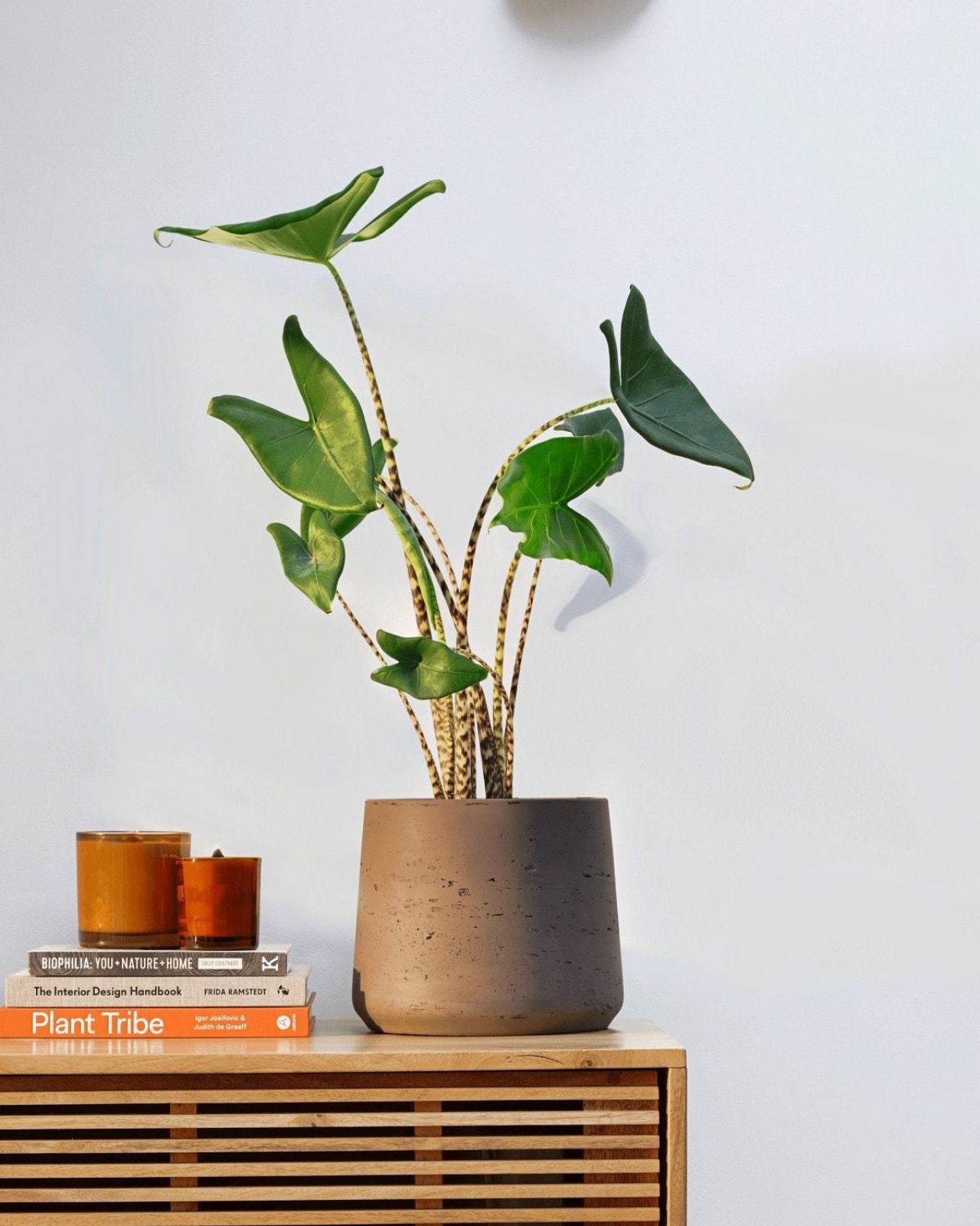 Elephant Ear Zebrina Alocasia Zebrina Houseplants The Stem