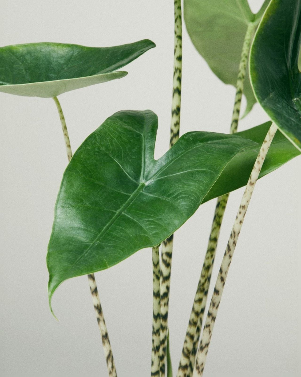 Elephant Ear Zebrina Alocasia Zebrina Houseplants The Stem